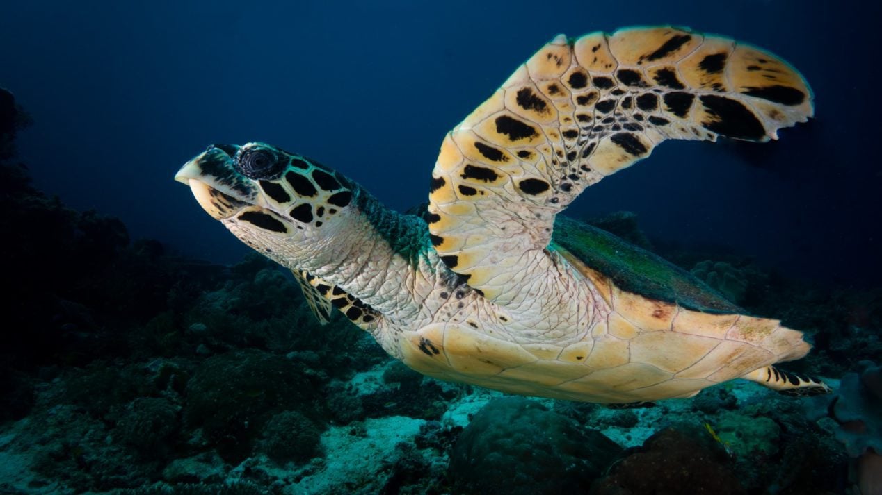 Photo of a hawksbill sea turtle in the ocean.